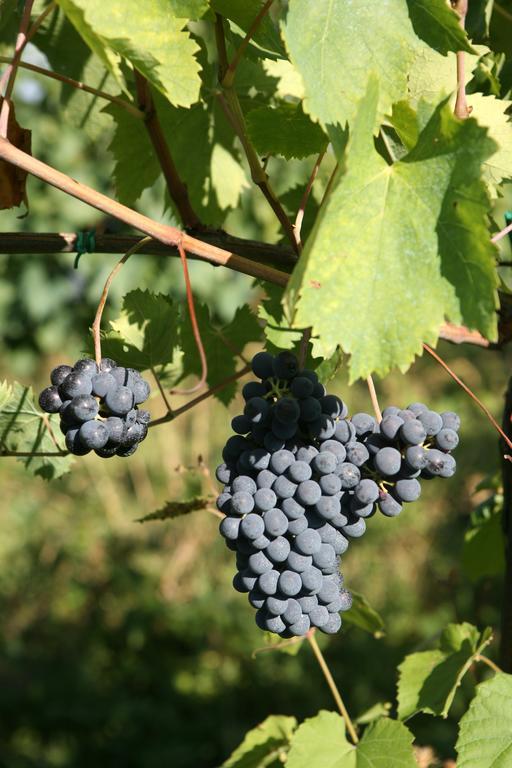 Tenuta Santini Villa Coriano Ngoại thất bức ảnh