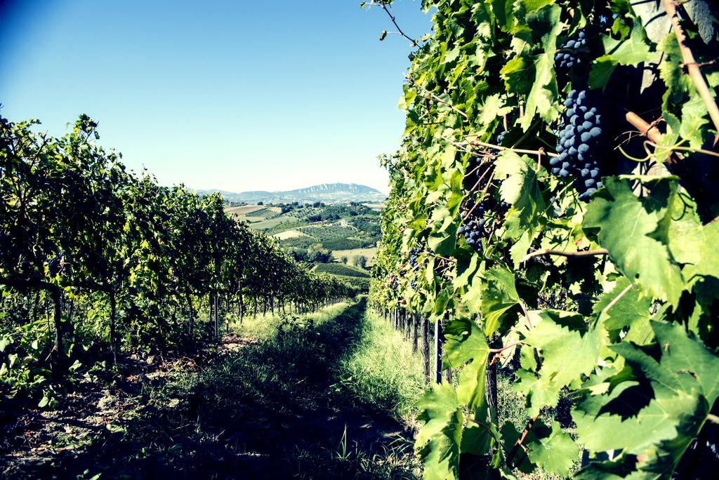 Tenuta Santini Villa Coriano Ngoại thất bức ảnh